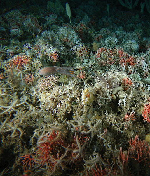 An octopus glides through an underwater garden of corals, sponges and starfish.