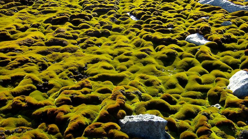 Carpet of green moss