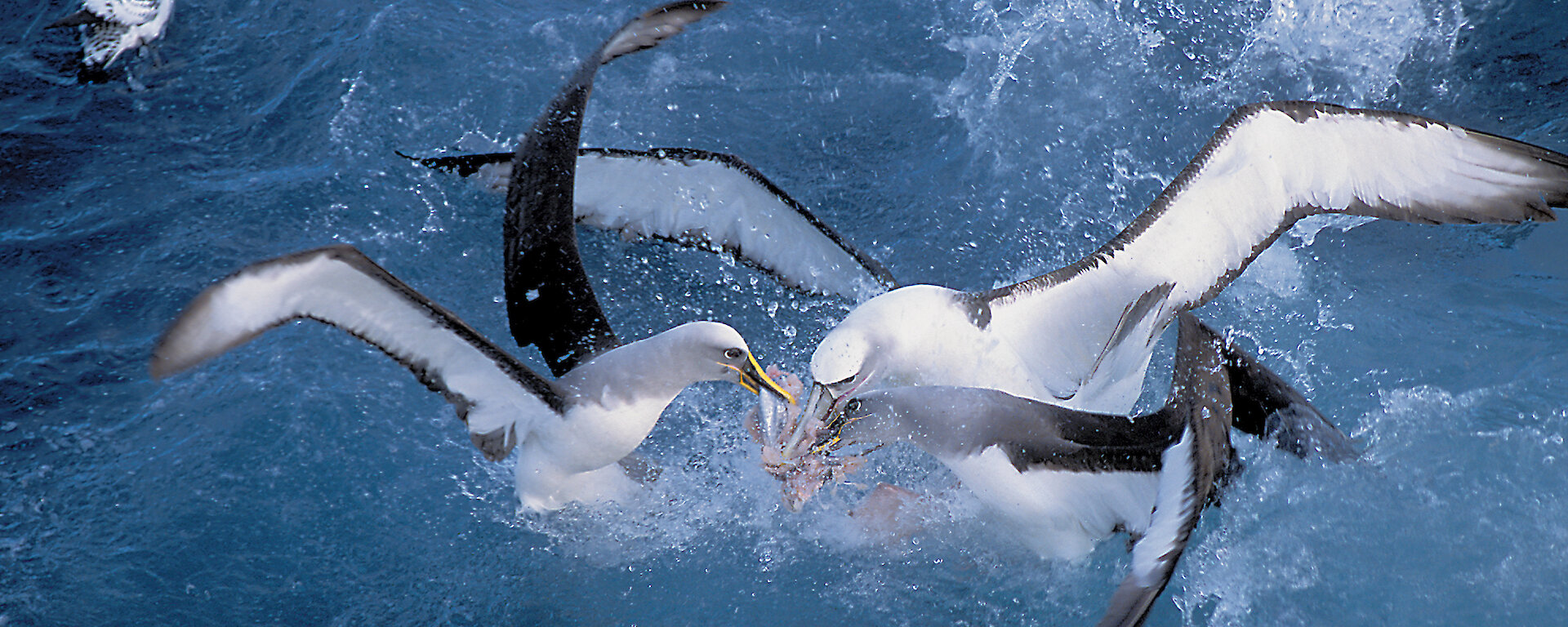 3 birds in the water are fighting for a fish.