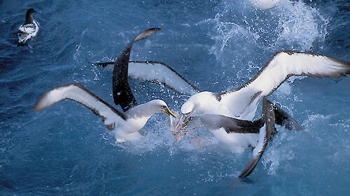 3 birds in the water are fighting for a fish.