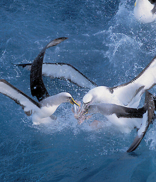 3 birds in the water are fighting for a fish.