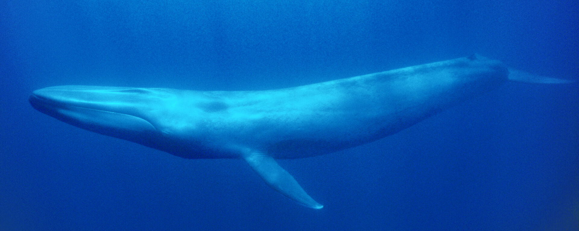 Antarctic blue whale