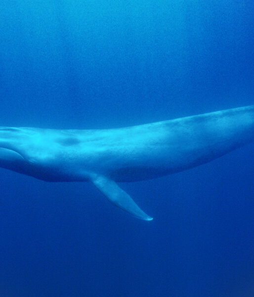 Antarctic blue whale
