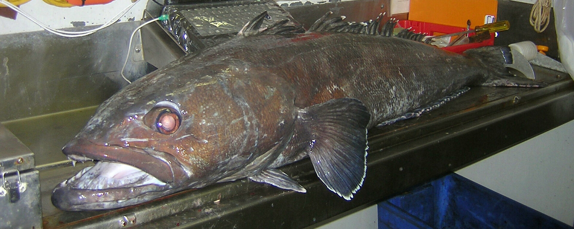 A Patagonian toothfish on an electronic measuring board
