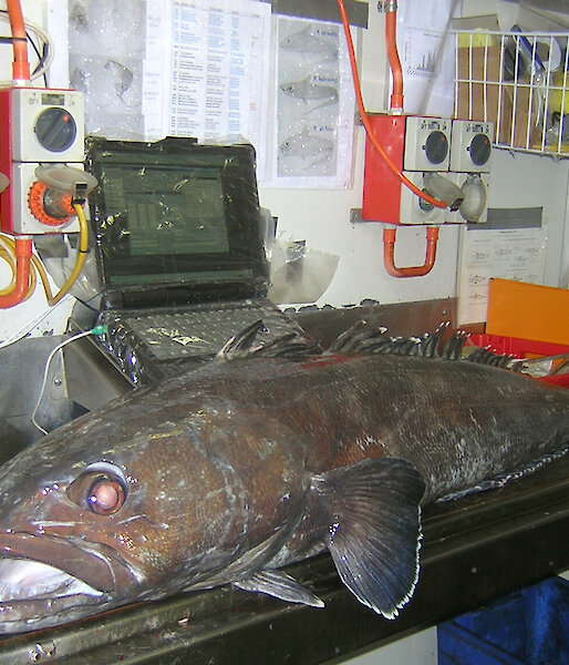 A Patagonian toothfish on an electronic measuring board