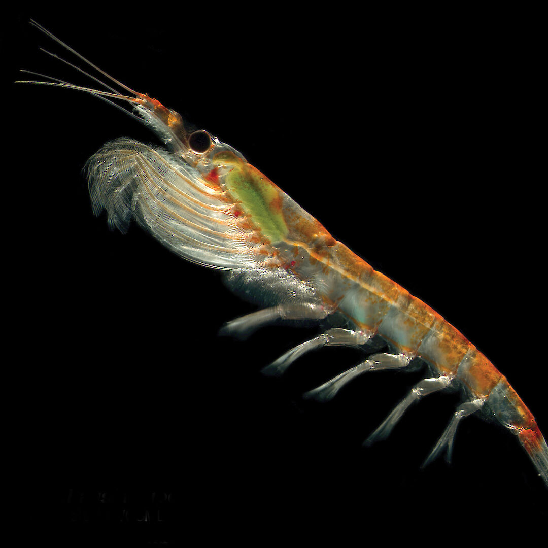 Krill — Australian Antarctic Program