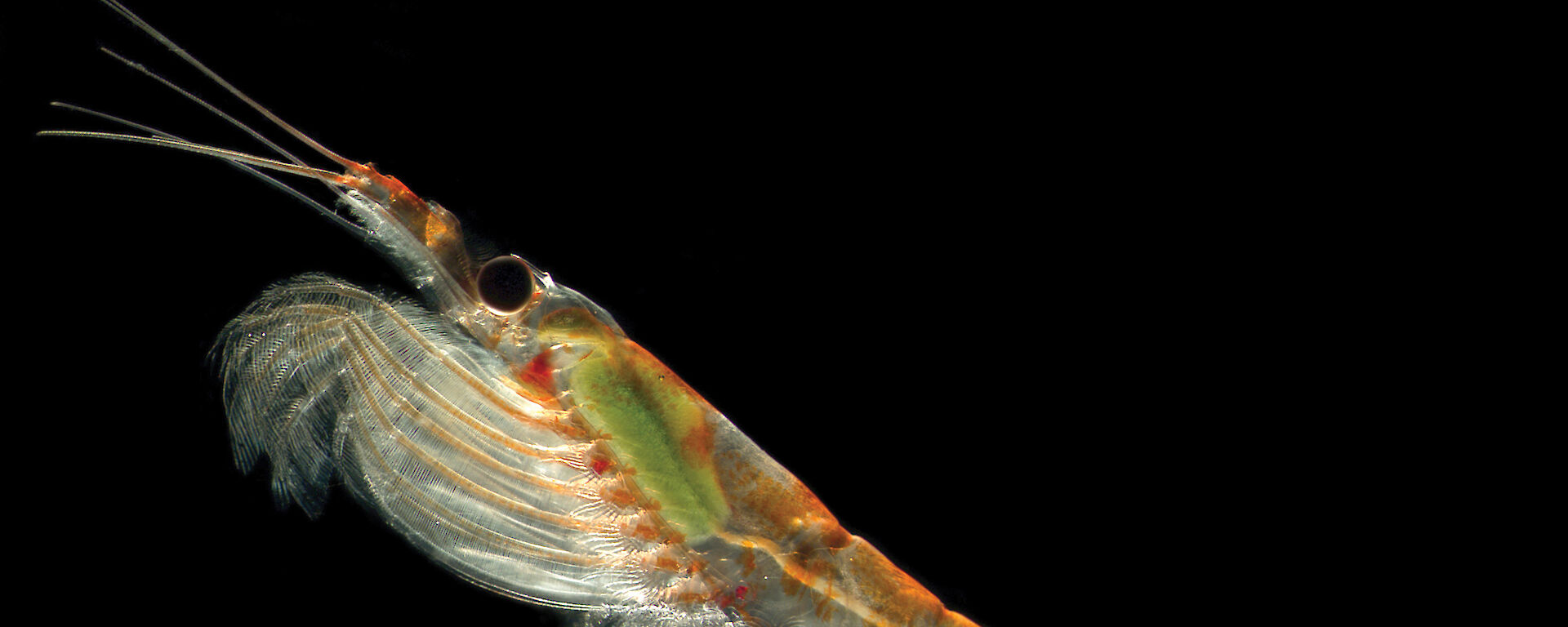 An orange crustacean that looks like a prawn, on a black background