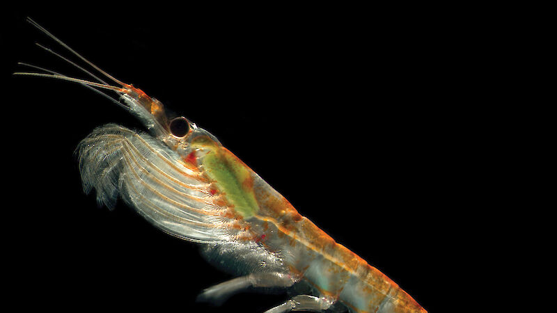 Antarctic krill