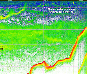 An example of an echogram representing a volume of water below the ship.