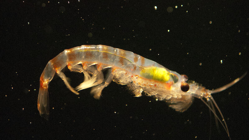 Translucent krill against a black background