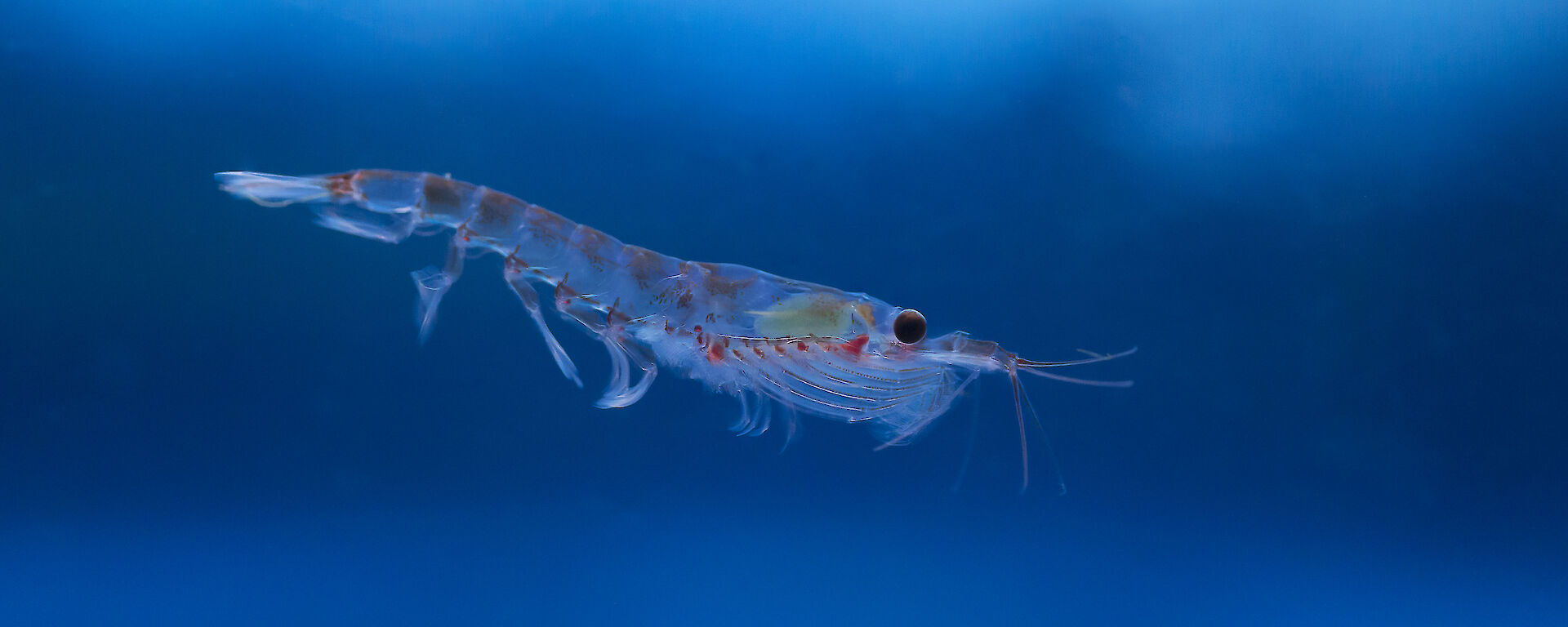 Krill specimen in blue water