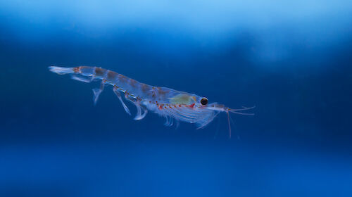 Krill specimen in blue water