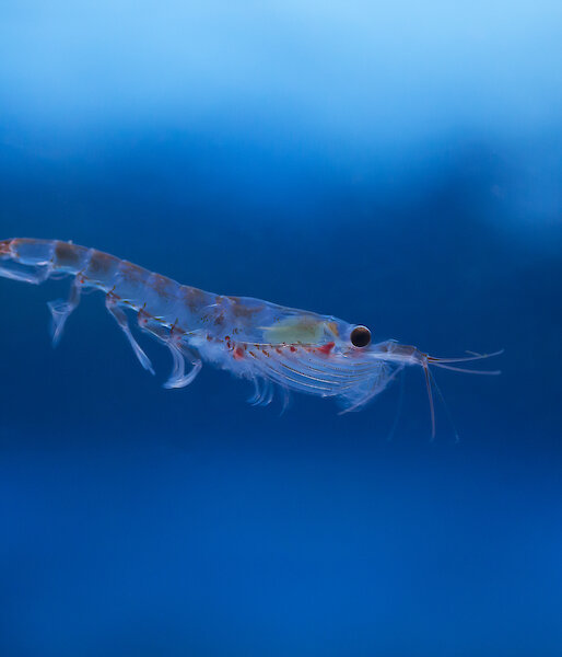 Krill specimen in blue water