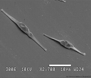 Scanning electron micrograph of cultured phytoplankton for feeding to the krill: Phaeodactylum tricornutum