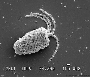 Scanning electron micrograph of cultured phytoplankton for feeding to the krill: Pyramimonas gelidicola