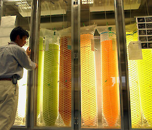 Scientist with coloured tanks of phytoplankton in laboratory