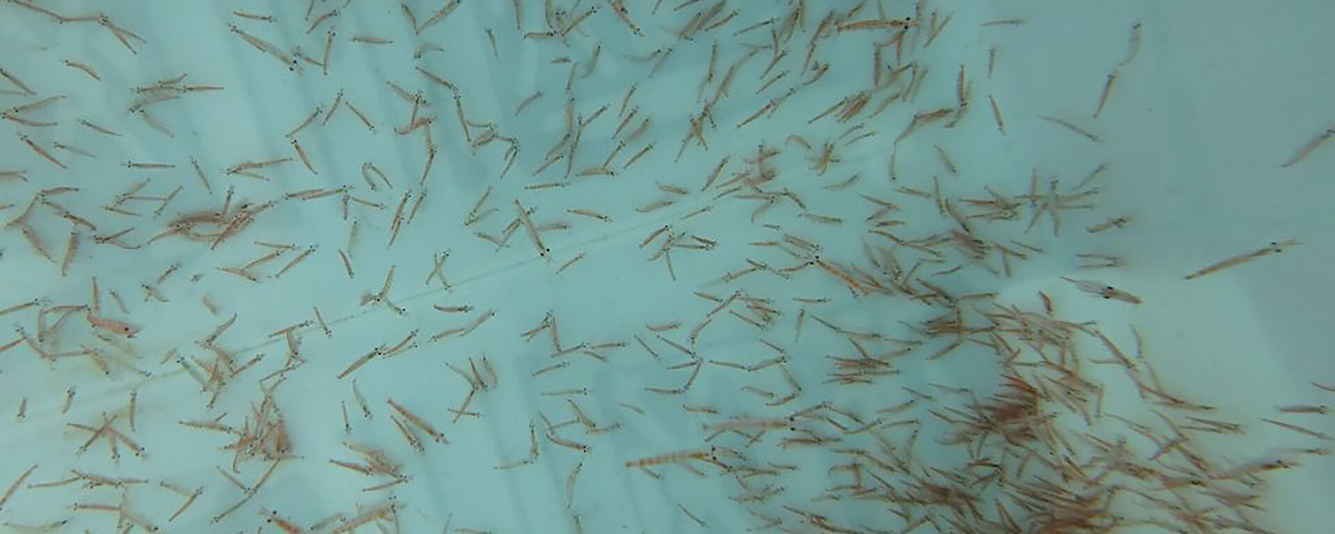 Many krill in a swimming in a tank