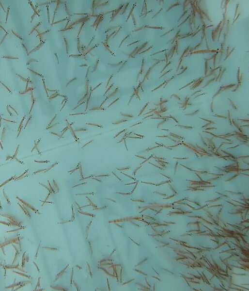 Many krill in a swimming in a tank