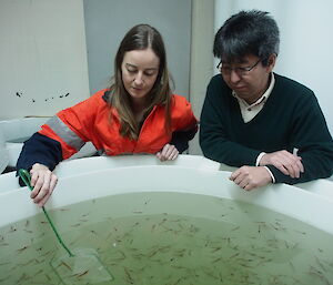 A man and woman looking in to a tank filled with schooling krill.