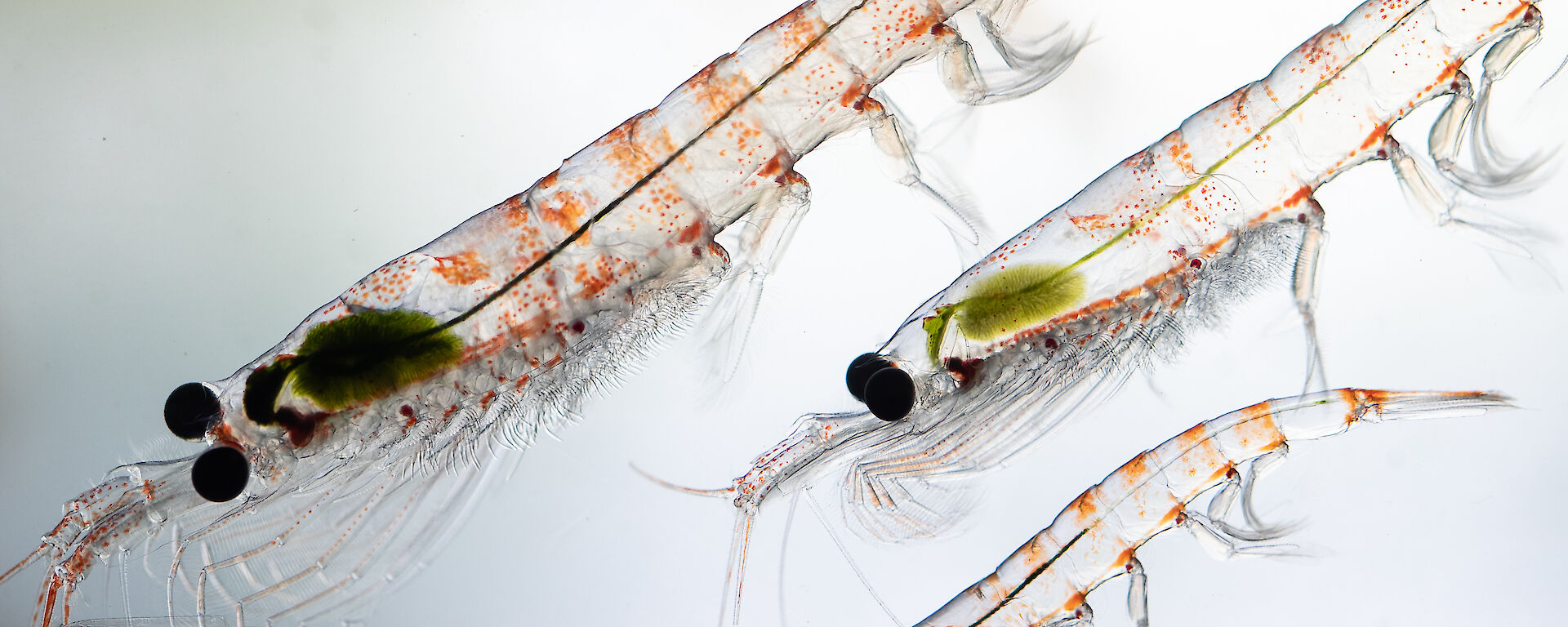 Three antarctic krill swimming next to each other