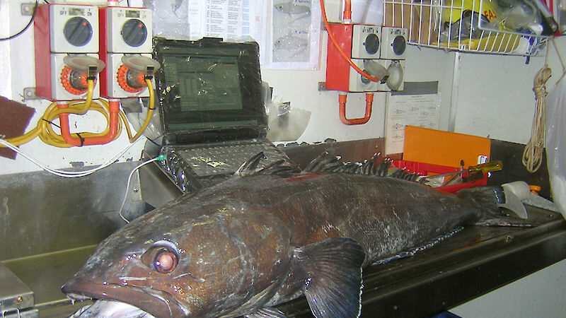 A Patagonian toothfish on an electronic measuring board