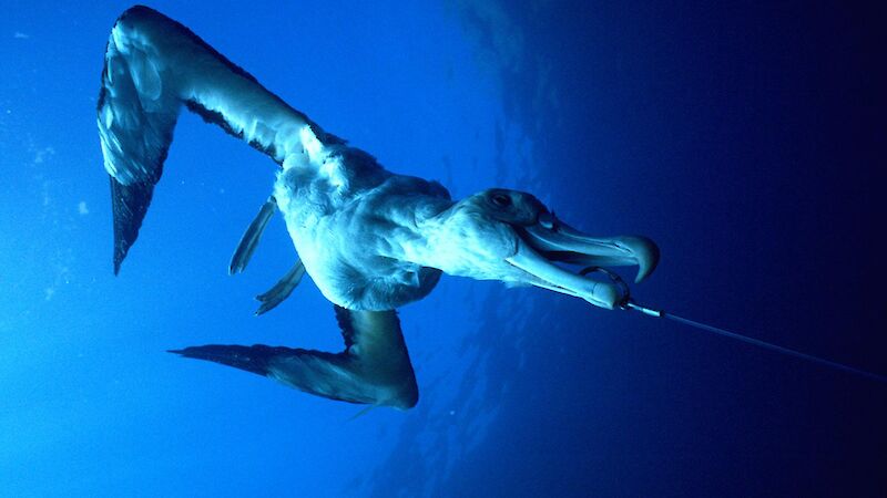 Albatross caught on a longline