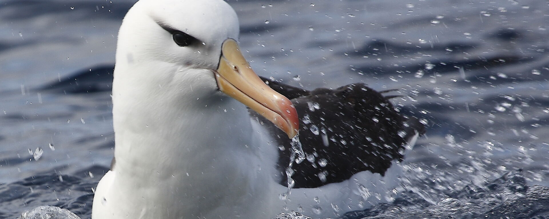 Black-browed albatross bathing