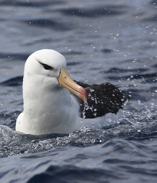 Black-browed albatross bathing