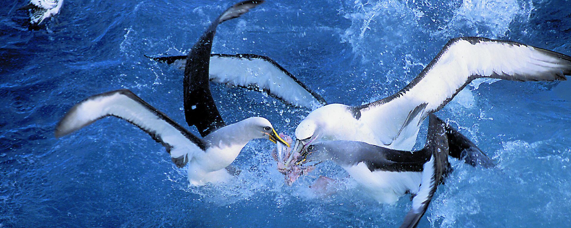 Several albatrosses in the water, fighting over fish
