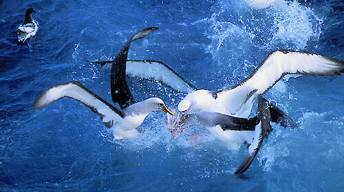 Several albatrosses in the water, fighting over fish