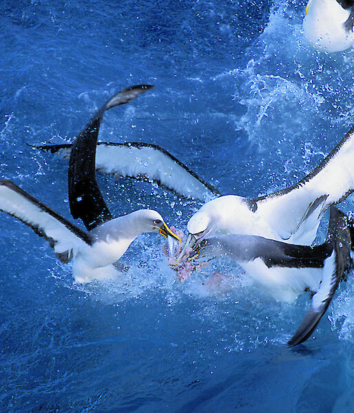 Several albatrosses in the water, fighting over fish