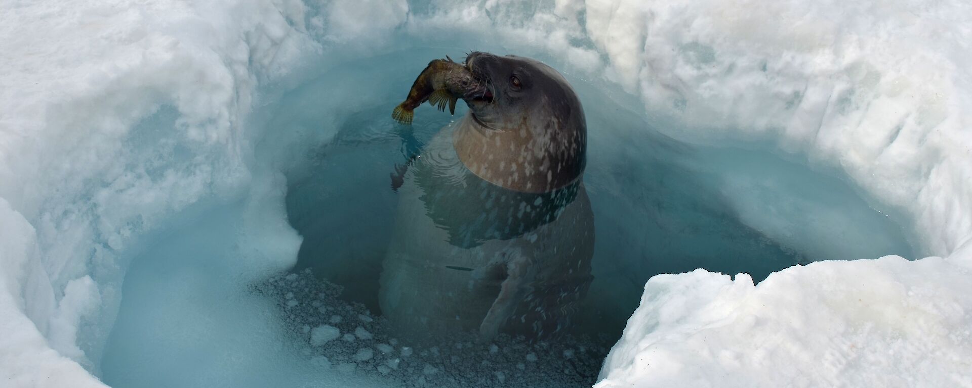 A Weddell seal with an icefish in a dive hole