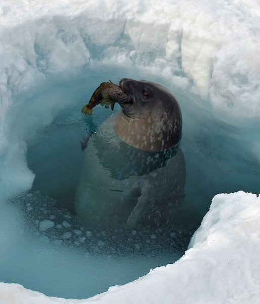 A Weddell seal with an icefish in a dive hole