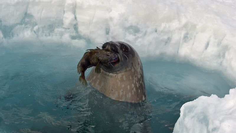 A Weddell seal with an icefish in its mouth, in a dive hole