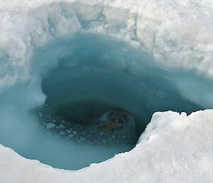 A Weddell seal with an icefish in its mouth within a dive hole