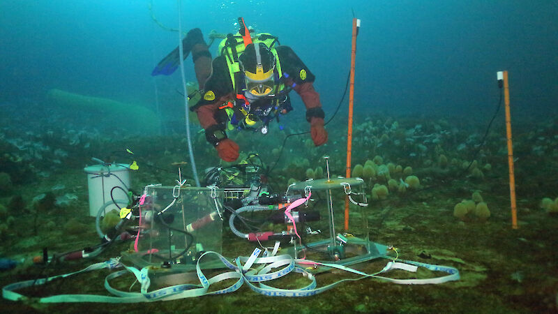 A diver deploys mini-chambers on the sea floor at O'Brien Bay, Casey.