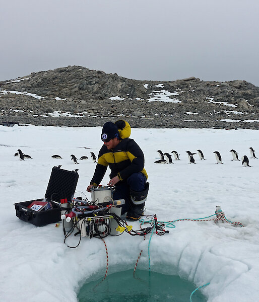 PhD student James Black prepares the mini-chambers for deployment under the sea ice, in front of an audience of Adélie penguins.