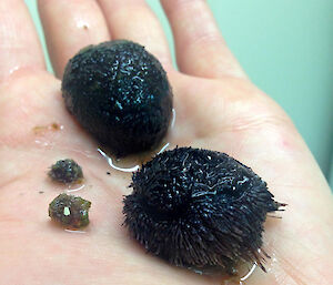 Abatus sea urchin adults and juveniles, found in one of the cores taken at the experimental site on the Casey seabed.