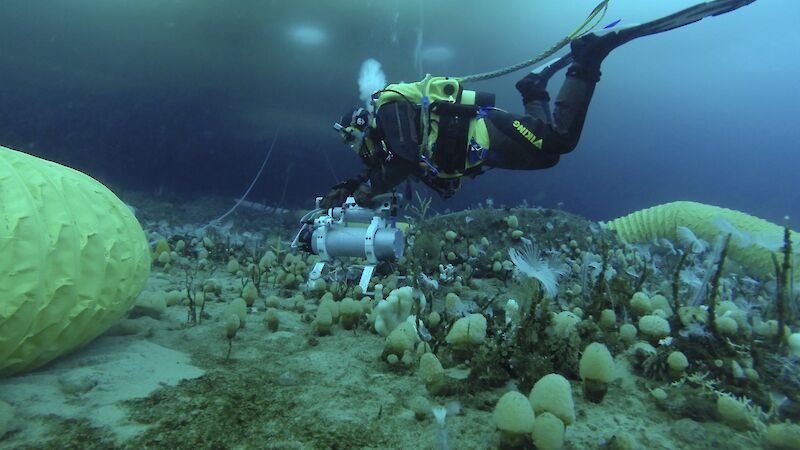 A diver deploys the seapHOx instrument at the ocean acidification study site in O'Brien Bay