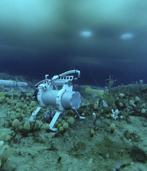 The seapHOx instrument on the sea floor at Casey beside the ocean acidification experimental chambers. Two dive holes in the sea ice above are visible