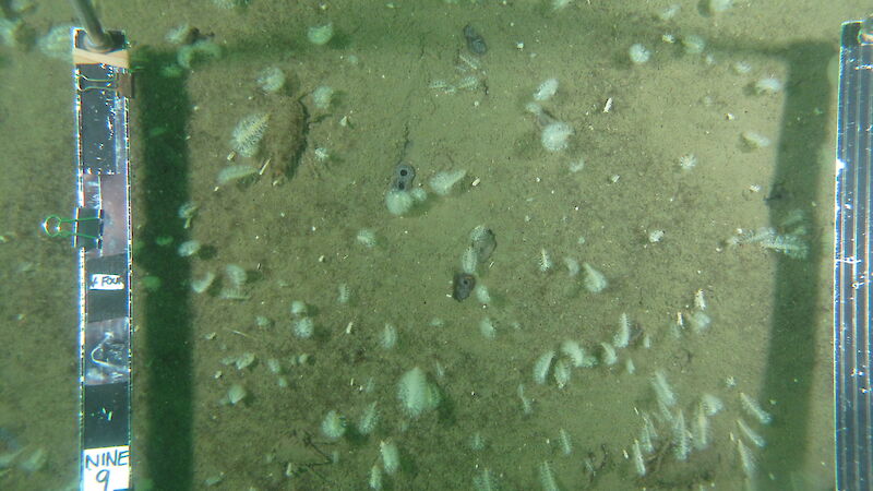 A muddy Antarctic sea floor, with many sea pens and several giant isopods visible on the surface, and many bivalve siphons visible at the sediment interface.