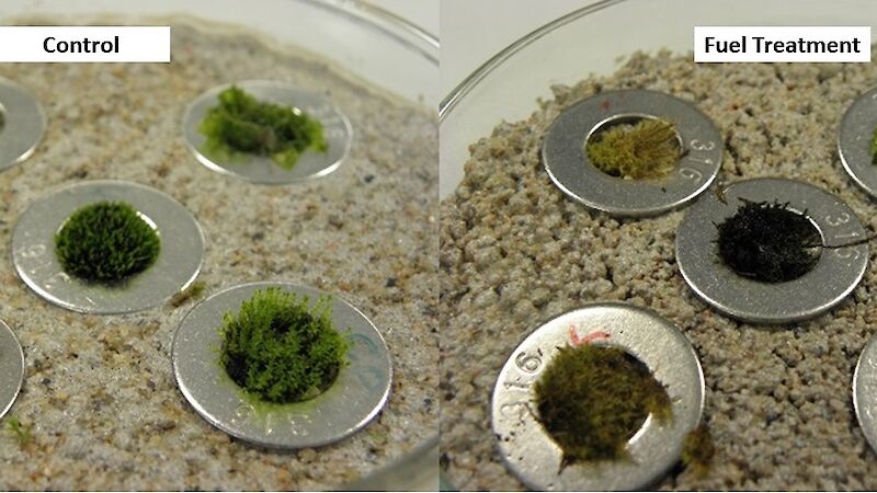 Different Antarctic mosses and algae being tested for their response to fuel in the laboratory.