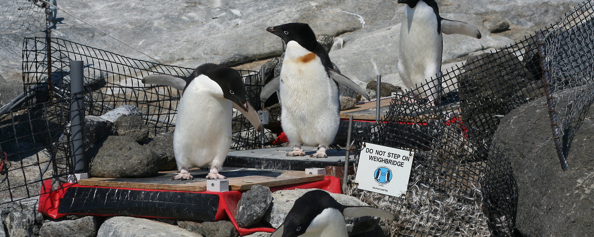 Penguins walk over an automated penguin monitoring system set up over rocks near the colony.