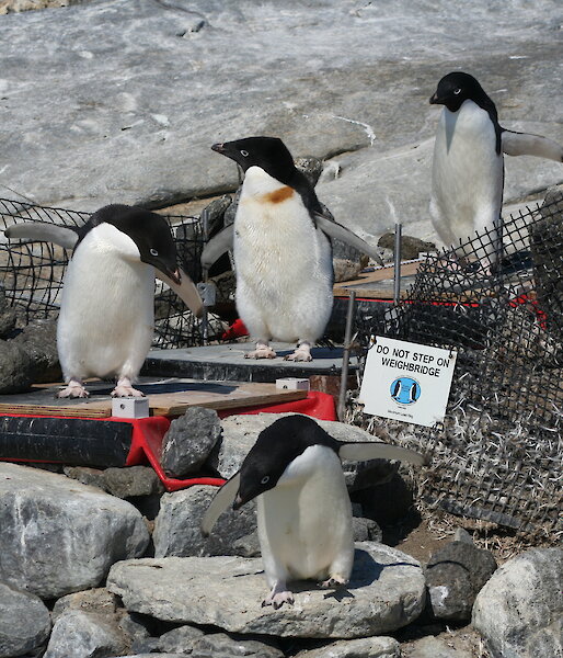 Penguins walk over an automated penguin monitoring system set up over rocks near the colony.