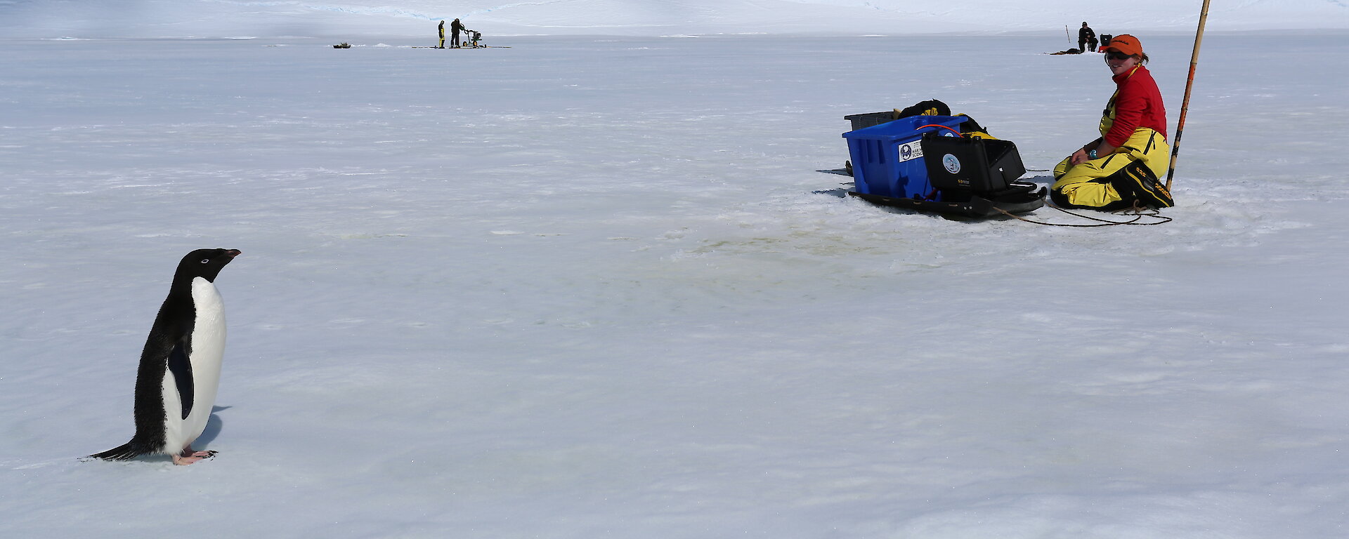 Kneeling scientist and penguin on the fast ice