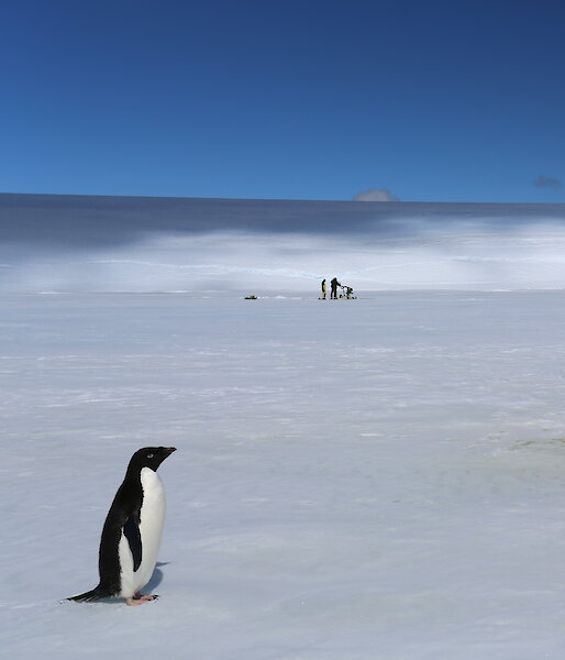 Kneeling scientist and penguin on the fast ice