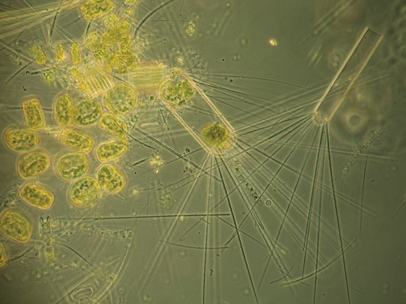 Microscopic organisms – Australian Antarctic Program