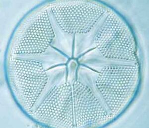 A light microscope image of a round diatom with a star-shaped interior.