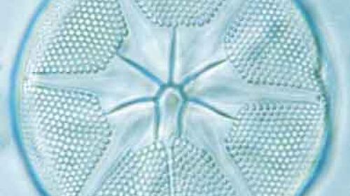 A light microscope image of a round diatom with a star-shaped interior.
