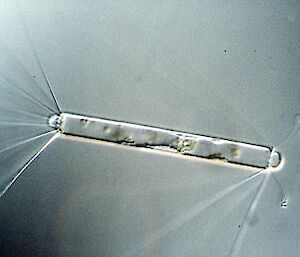 Light microscopy image of the long, rectangular shaped Antarctic diatom Corethron criophilum.